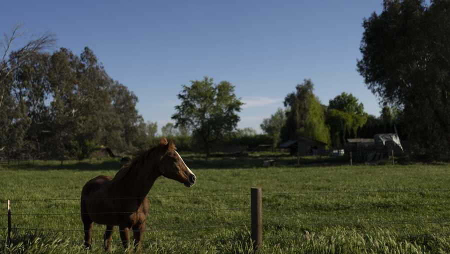 FILE - A horse stands in the yard of a home near the Kings River in the Island district of Lemoore, Calif., on April 20, 2023. California officials on Thursday, Oct. 12, 2023, moved toward stepping in to help manage a groundwater basin in the heart of the state&apos;s farm country after they said local agencies failed to draft a plan to adequately sustain the resource in years to come. (AP Photo/Jae C. Hong, File)