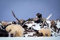 A polar bear and a cub search for scraps in a large pile of bowhead whale bones left from the village&apos;s subsistence hunting at the end of an unused airstrip near the village of Kaktovik, Alaska, on Oct. 15, 2024. (AP Photo/Lindsey Wasson)